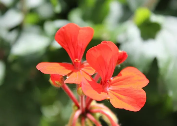 Отель Harmony Сиде